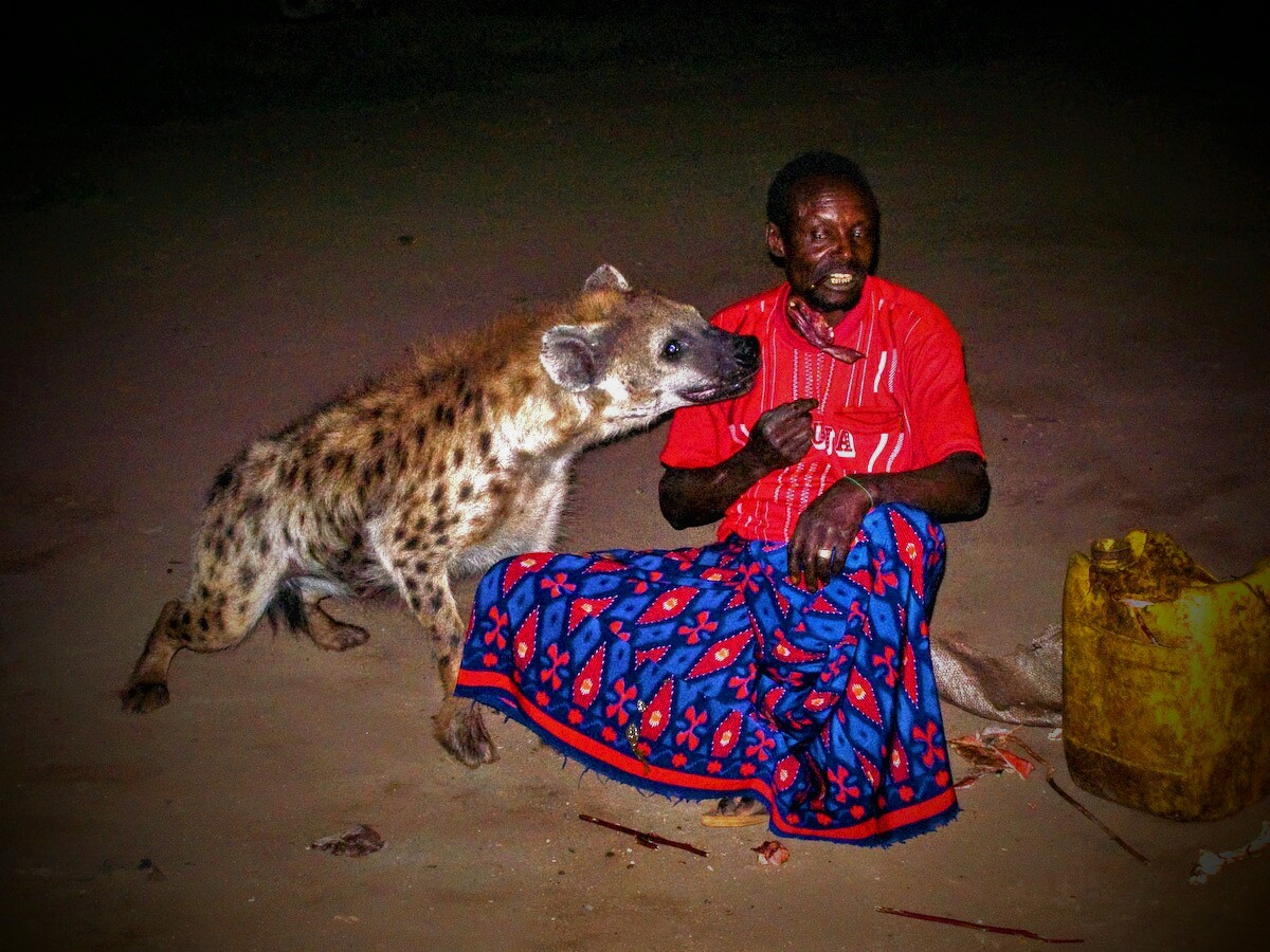 Harar Hyena Feeding