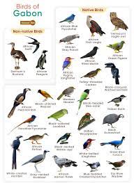 Ethiopian Bird Checklist Cover