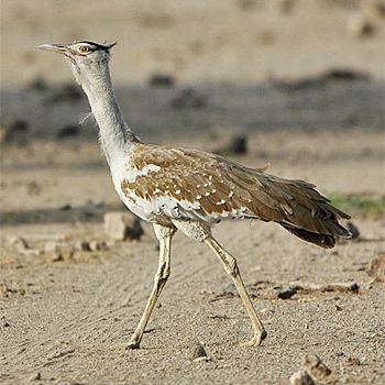 Rare & Endangered Species Birding Tour