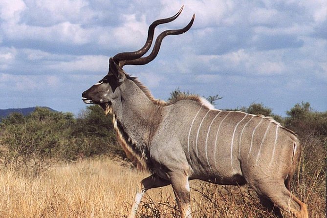 Awash National Park Wildlife Safari